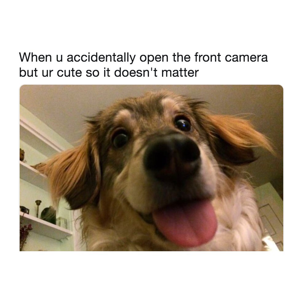 If only we were this cute on our front-facing camera…
#SaturdaySmiles
#DogMeme