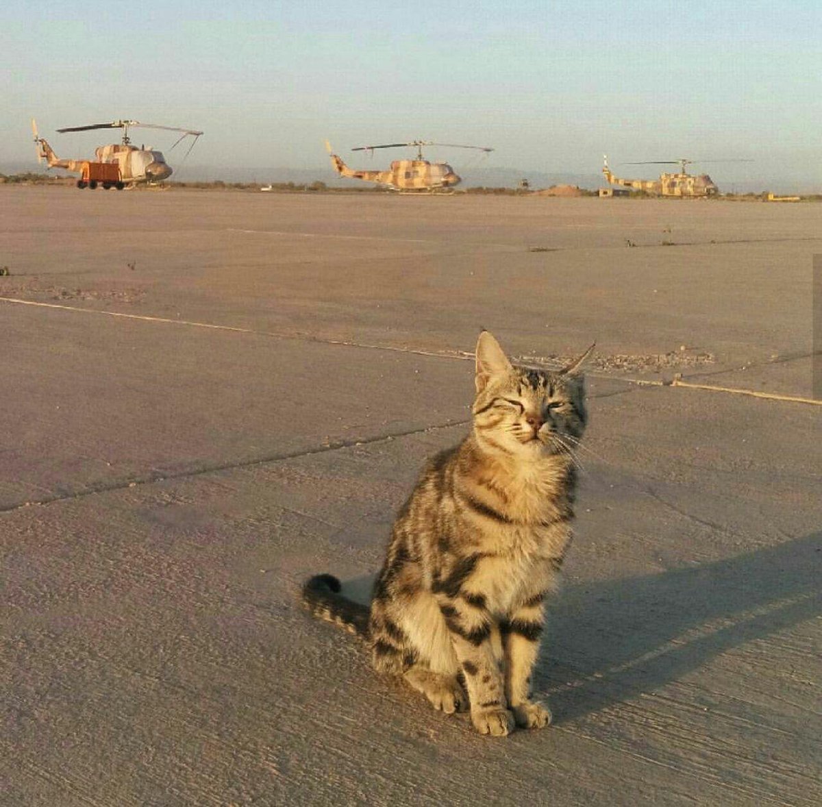 the cats are fans of aviation