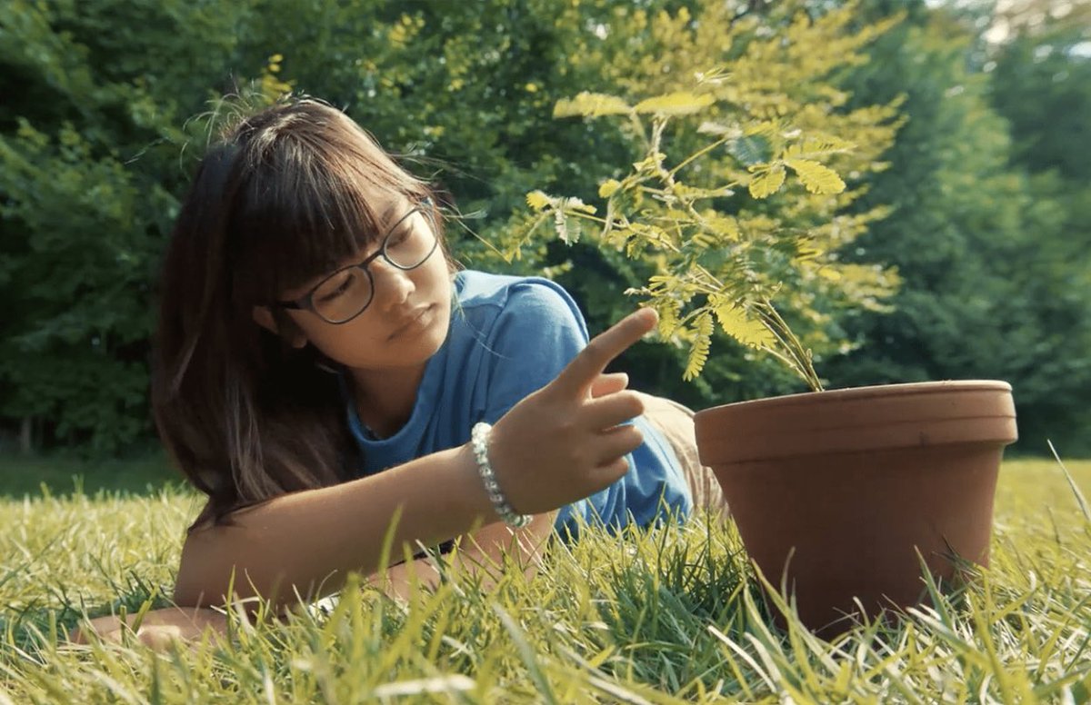 I'm headed to a screening at @SFFILM of Nicholas Ma's 'Mabel,' recipient of the 2019 @SloanPublic @NYUTischSchool 100K First Feature Award & 2020 Sloan Development Award at @TribecaFilmIns. The film follows a young girl who develops a close friendship with Mabel, a potted plant