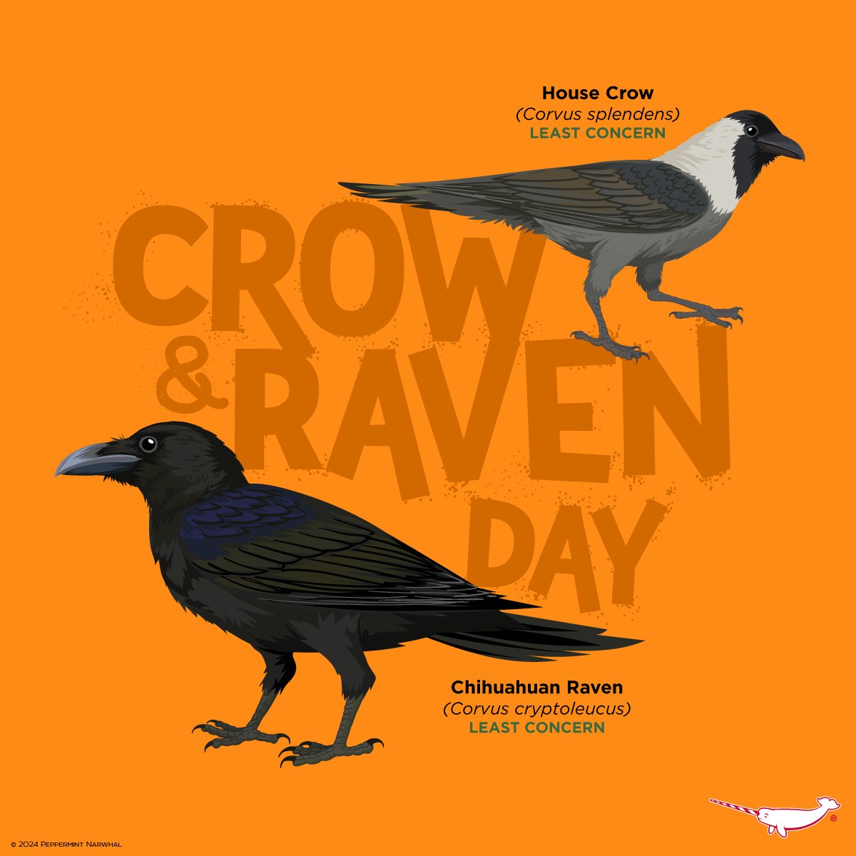 #CrowAndRavenDay #HouseCrow #ChihuahuanRaven Earth Day SALE - Save 20% Off Everything in the #PeppermintNarwhal Store. Shop: peppermintnarwhal.com Sale Ends 4/30/24. Int'l Shoppers visit our Etsy store: etsy.com/shop/Peppermin… #CrowAndRaven #CrowDay #RavenDay #Crow #Raven