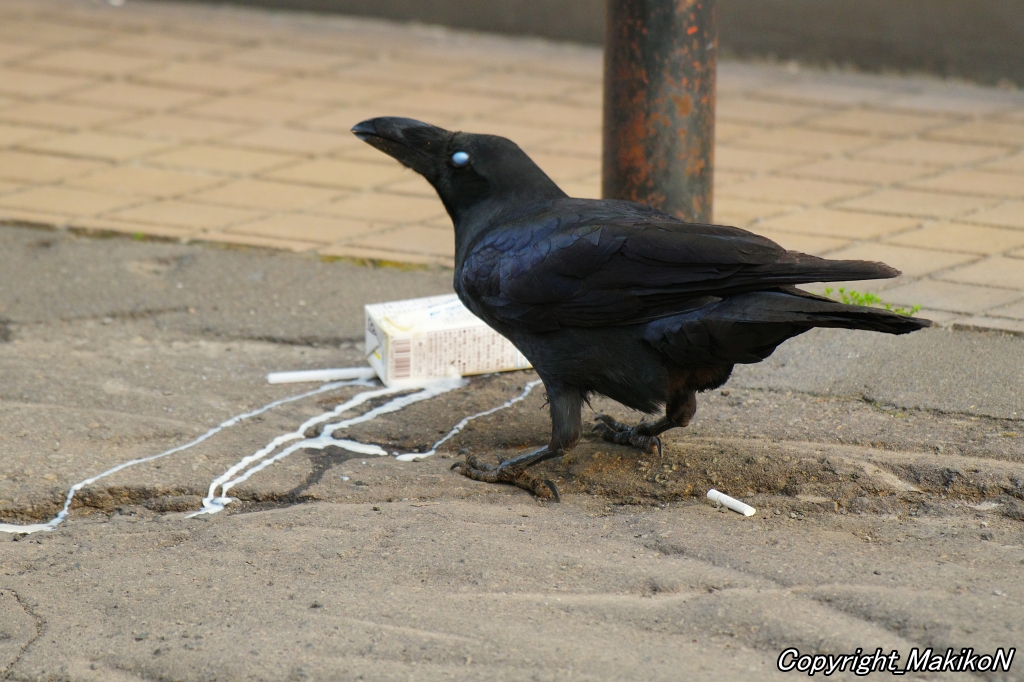 crow_research tweet picture