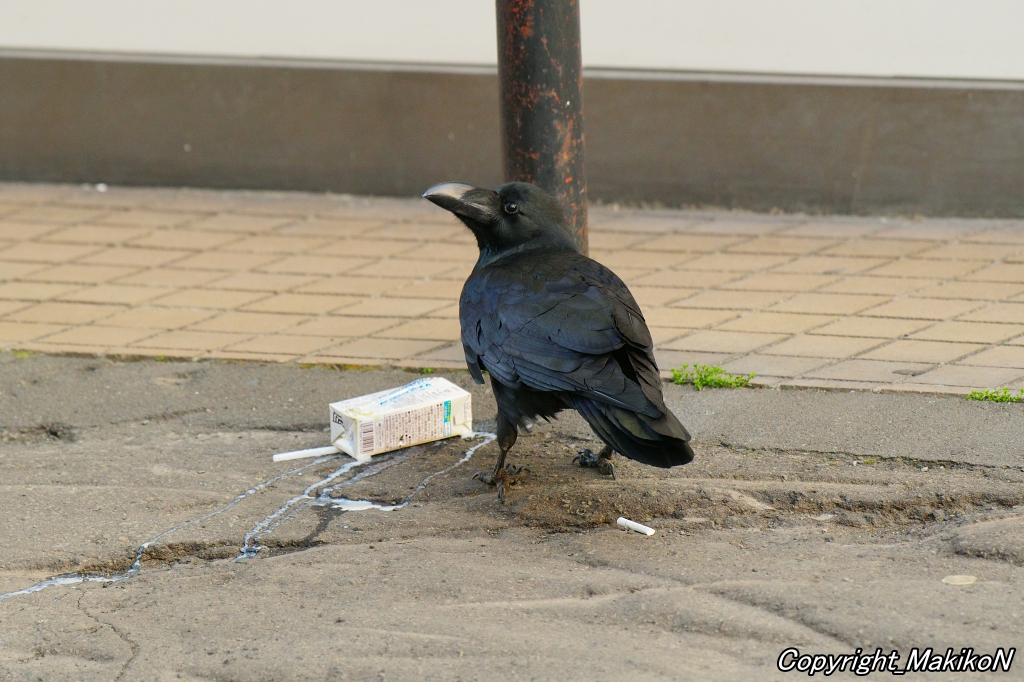 crow_research tweet picture