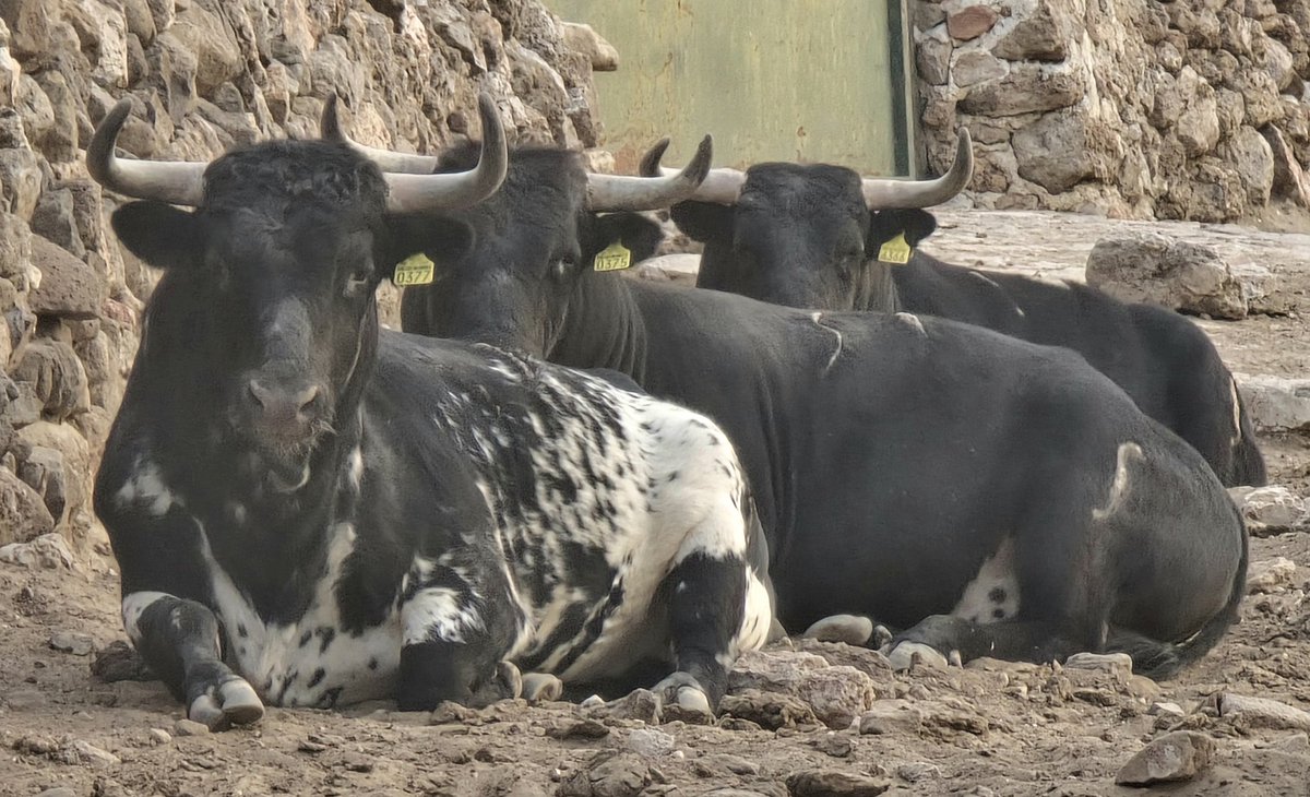 3 utreros en la hora de la siesta .