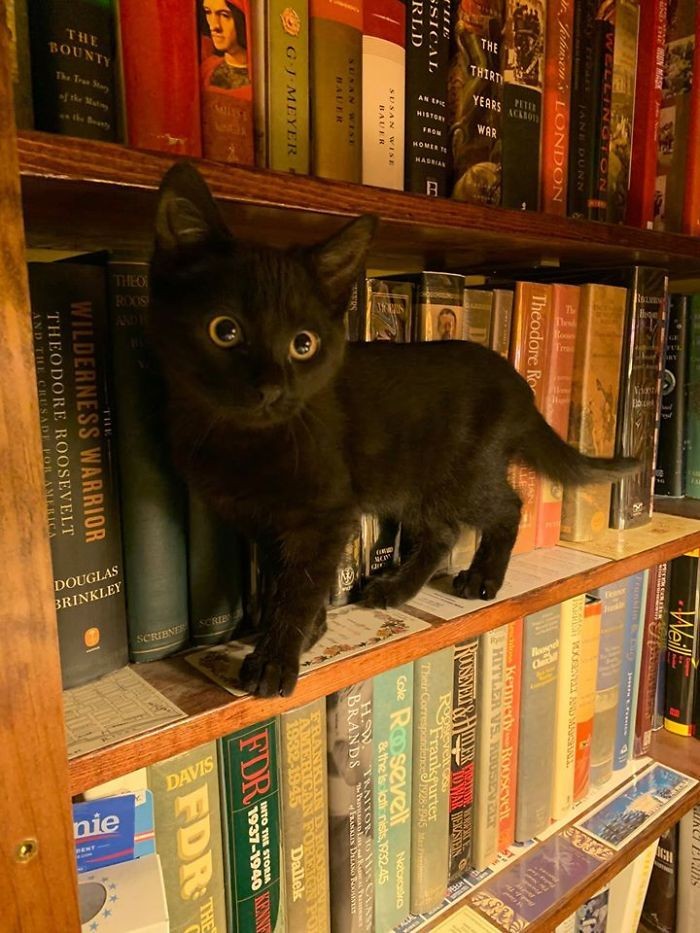 Little Librarian. 🥰

#adorablecats #catpics #kittens #kittenlove #kitty #cats #catlife #meow #catlove #catloversclub #cutecats #gatos #animals #CatsofTwitter #Caturday #Purrtacular