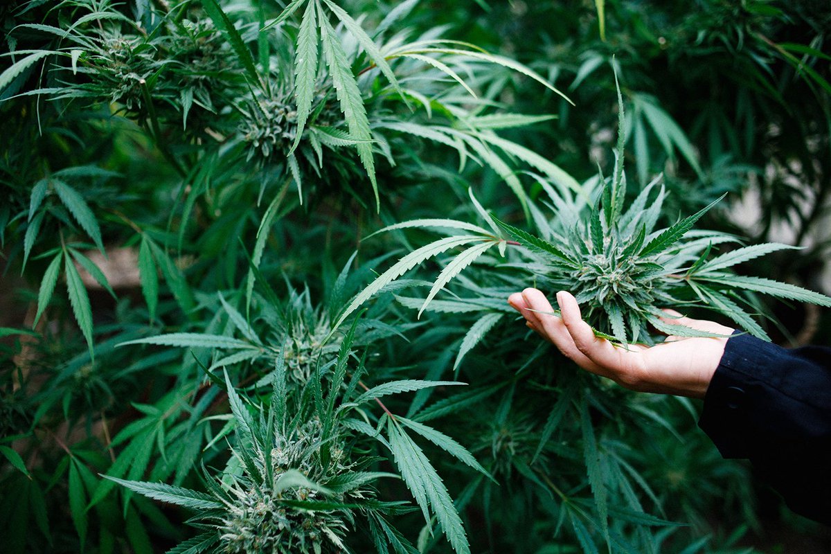 Hempcare_corp's tweet photo. "🌿 Want to know good cannabis? Look beyond the THC percentage! 👀 Focus on terpene profiles for flavor &amp; effects. Opt for organically grown to avoid harmful chemicals. And most importantly, trust your nose &amp; intuition! #CannabisCommunity #KnowYourWeed 🌱" https://t.co/ukcKcuubCV