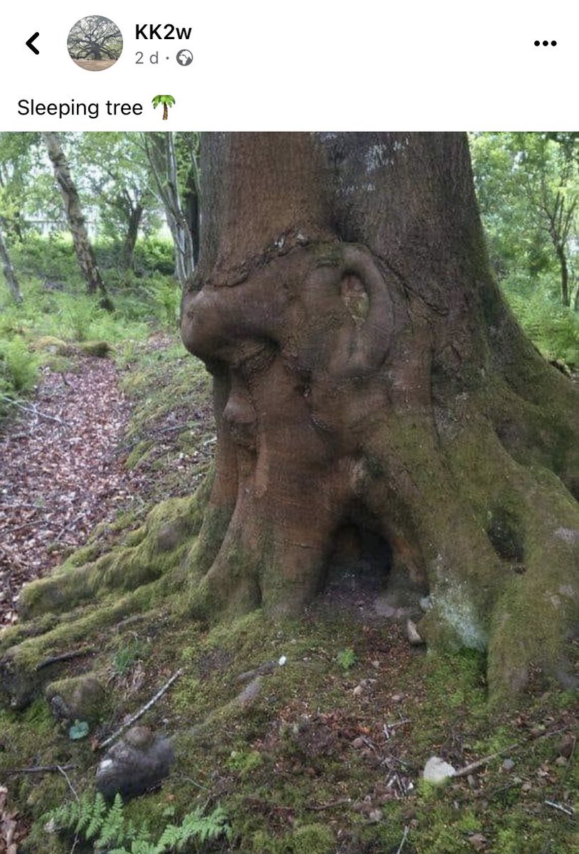TreeGirlUK's tweet photo. Finding treasure on Facebook 💚 https://t.co/qZxkVsjfuj