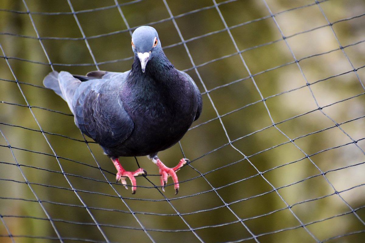 #birds Resting Pigeon