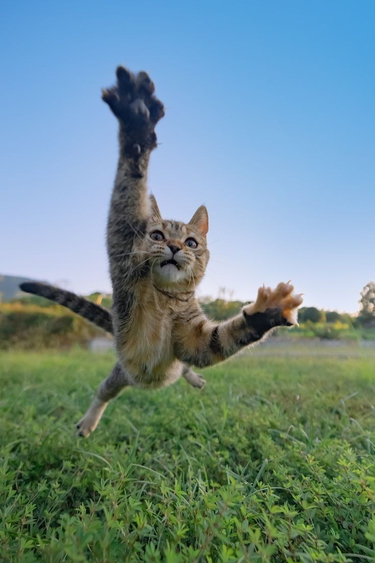 Catch meow! 🥰

#adorablecats #catpics #kittens #kittenlove #kitty #cats #catlife #meow #catlove #catloversclub #cutecats #gatos #animals #CatsofTwitter #Caturday #Purrtacular