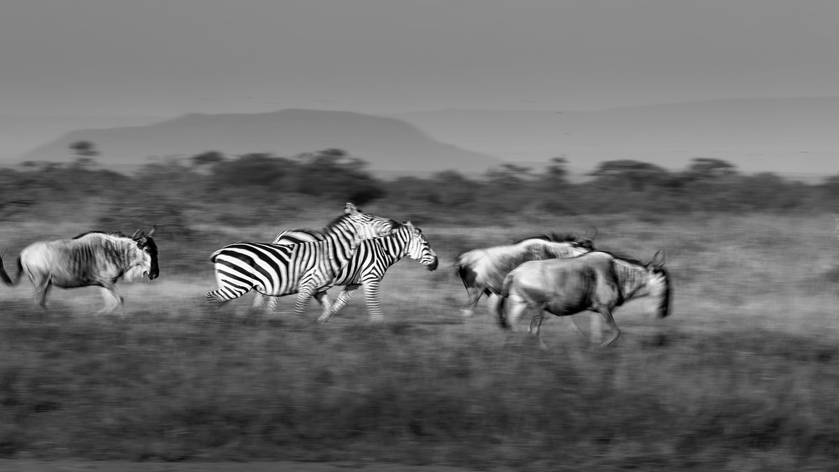 | Morning Rush Hour | Zebras & Wildebeests-Panning | Kenya |
#Zebra #Wildebeests #Lentorre #Wilderness #ketanvikamsey #KVKliks #EarthCapture #BBCEarth #NatgeoIndia #nationalgeographic #BBCWildlifePOTD #YourShotPhotographer #NatgeoYourShot #Christina_Shorter #Kristen_McNicholas