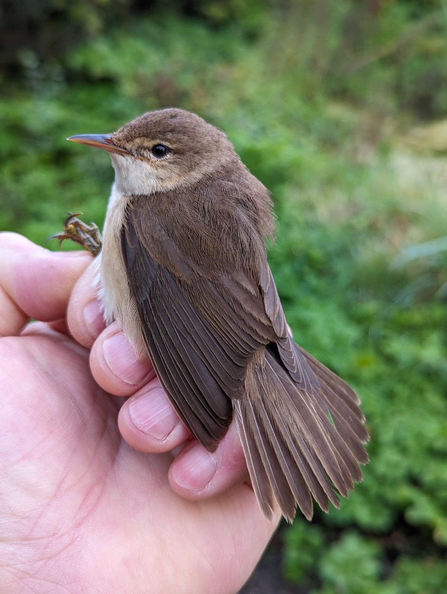 Peter J Morgan tweet media