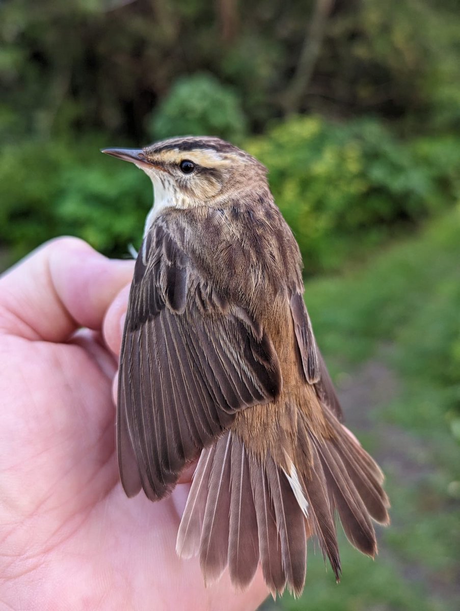 Peter J Morgan tweet media