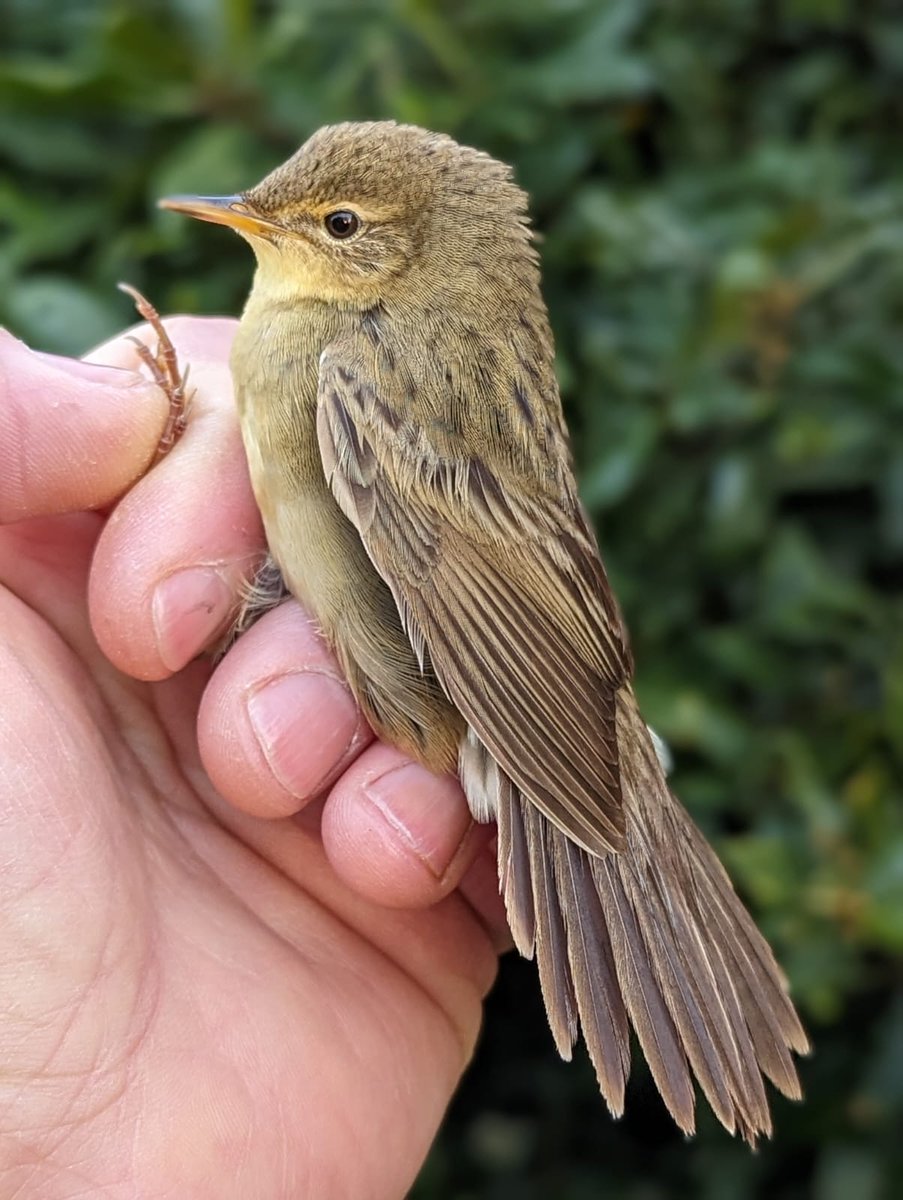 Peter J Morgan tweet media