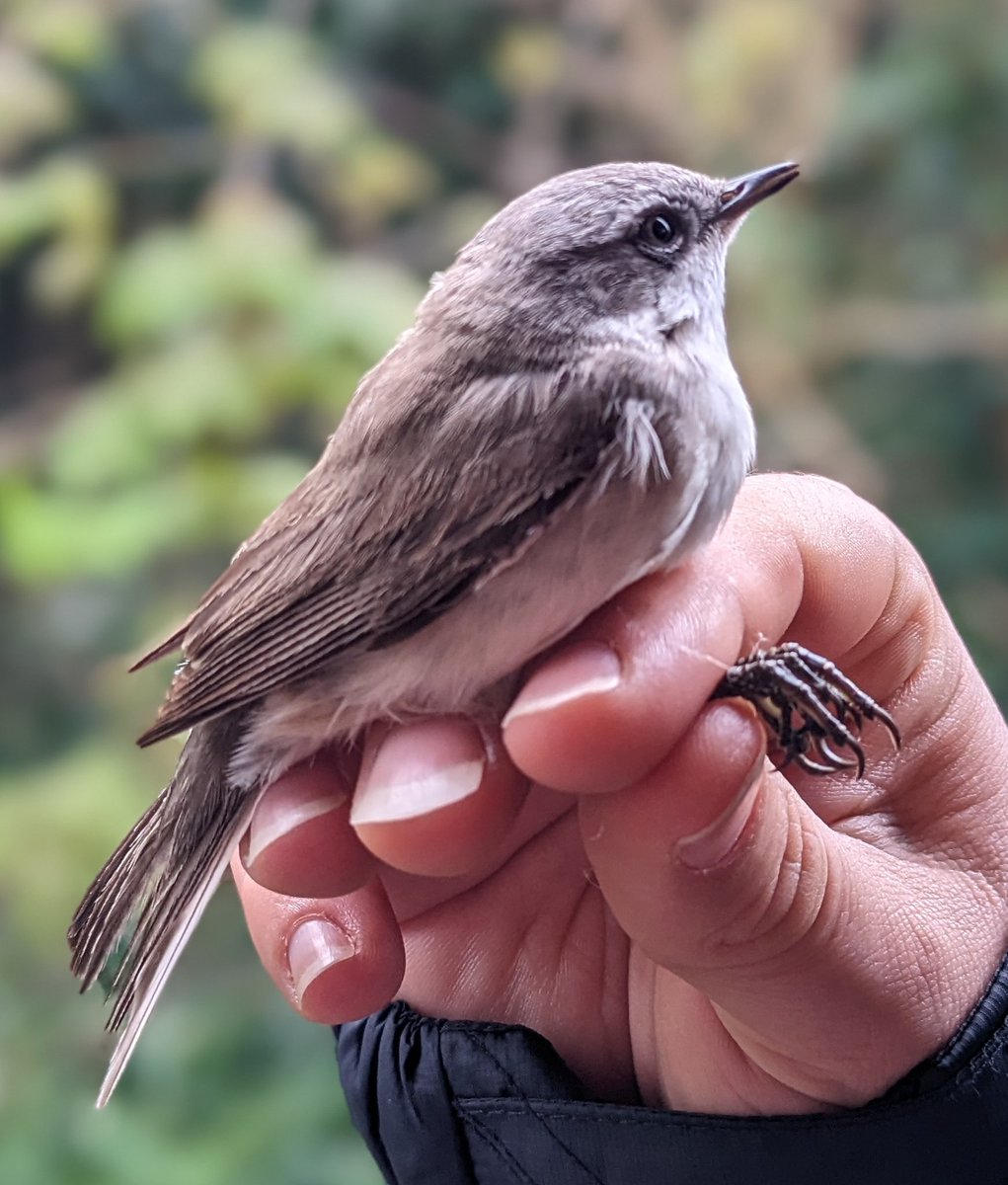 Peter J Morgan tweet media