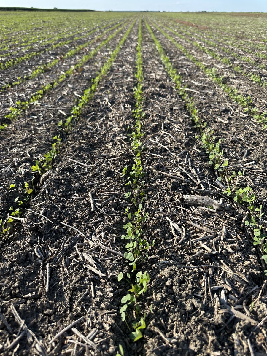 Rainfall of last days bring smiles on crops and on farmers faces!🙂😁🌾🍀