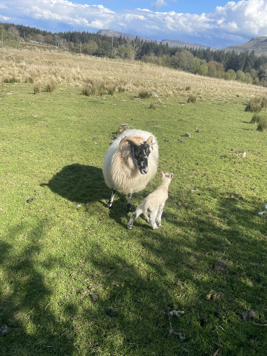 Nice day for it… #Lambing2024