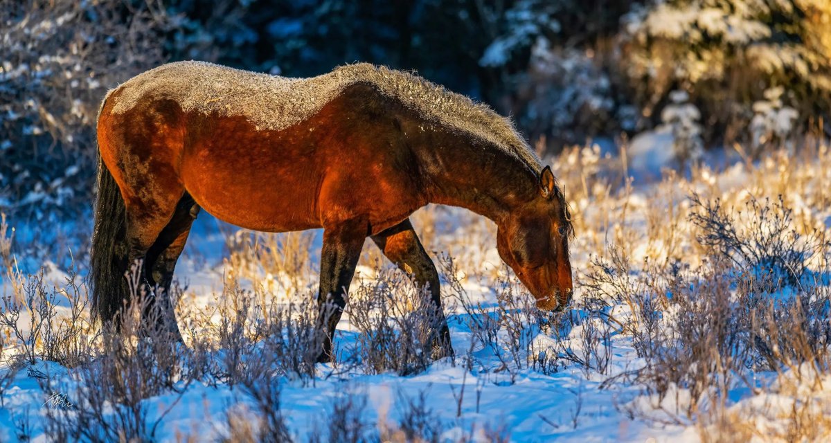 Lone Soul in the Snow

📷: Johnny Yuan. Taken in Canadian Rockies. Sizes can be customized. Check it out in our shop jygallery.com/product/lone-s…
.
.
.
.
#gallery #photographyislife #photographyeveryday #animalphotography #rockymountains #horsesofinstagram #homedecoration #officedecor