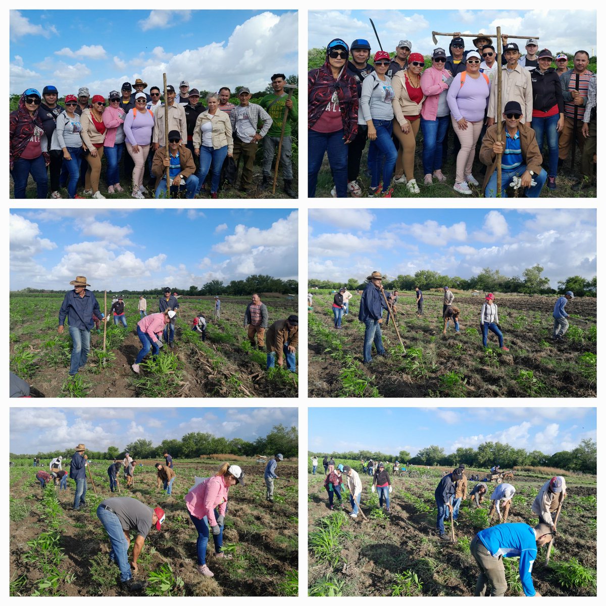 En la mañana de hoy miembros del Consejo de Dirección y trabajadores realizan su aporte en la UBPC La Pedrera en la limpia de yuca seguros de que #JuntosPodemosMas.
#AzucarerosEnGuiteras
#SoberaniaAlimentaria
#1DeMayo
#PorCubaJuntosCreamos