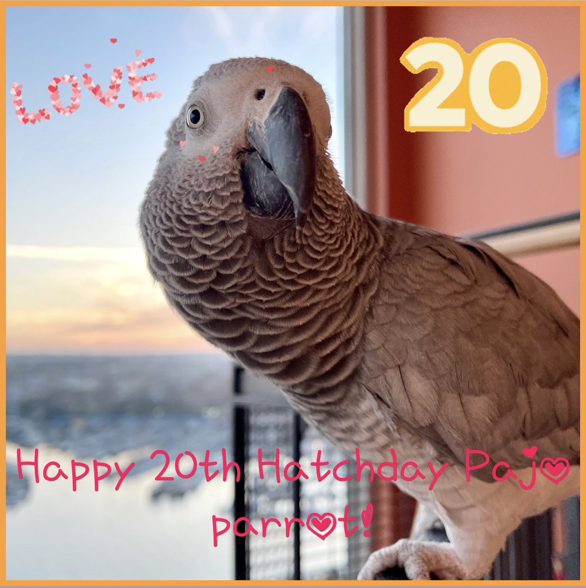 Pajo Parrot tweet media