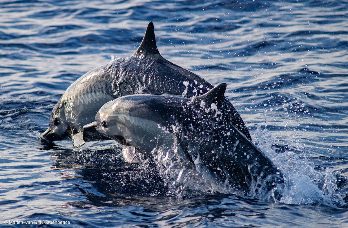 This is a Dolphin Appreciation post. Protect Dolphins, #ProtectTheOceans 

📸 Marten  van Dijl