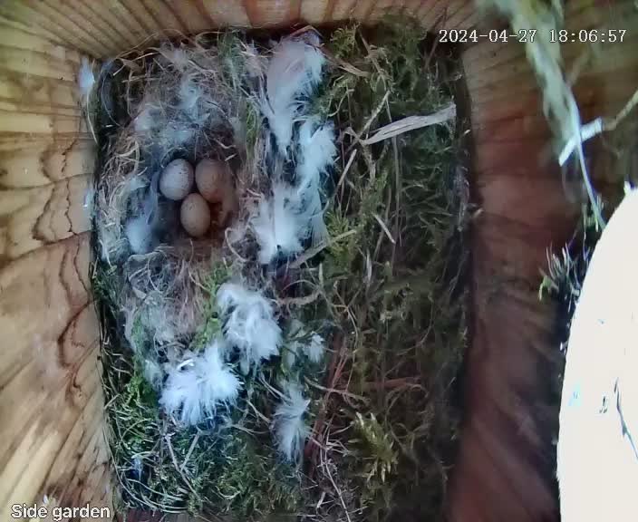Approx an hour ago this nest was empty, now 3 eggs! More than one female using nest do you think?? @Natures_Voice @_BTO @BTO_Suffolk @WildlifeMag @BBCSpringwatch @ChrisGPackham @AlanDaviesbirds #birds