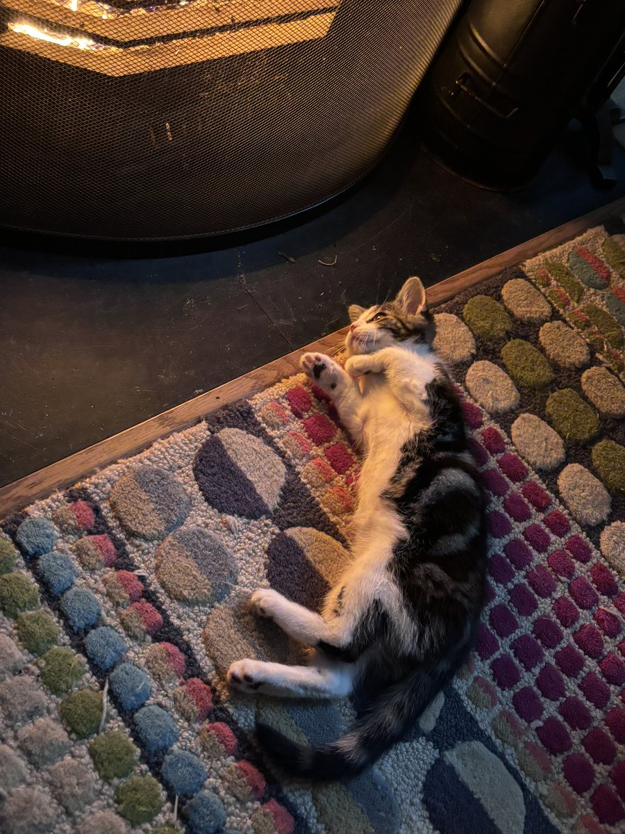 Our kitten is loving the fire!