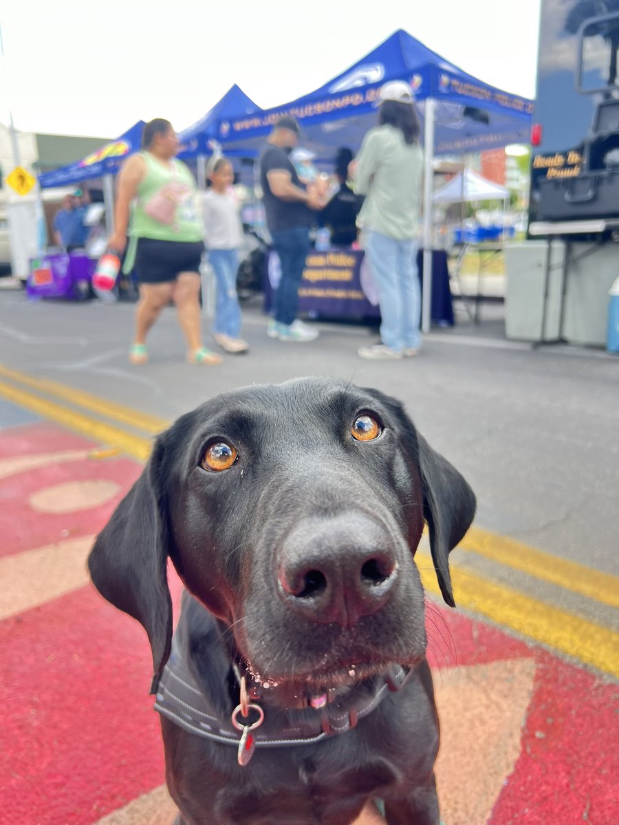 Spending the morning greeting kids at the 13th Children’s Day Festival in downtown Tucson 🐾🐕‍🦺🐾