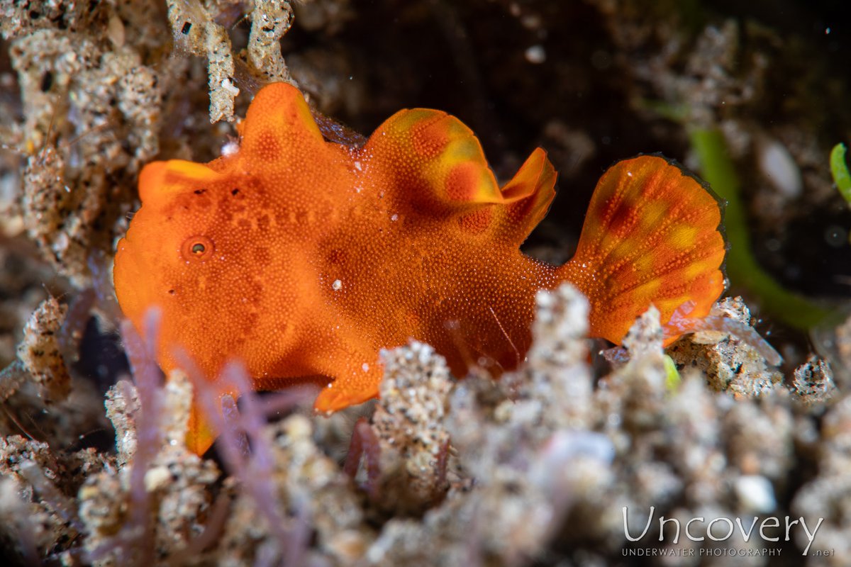 Painted Frogfish (Antennarius pictus) taken by Oliver @ Airlac's (Dauin) on 2024-04-04. dlvr.it/T65qbx #dive #scuba #marine