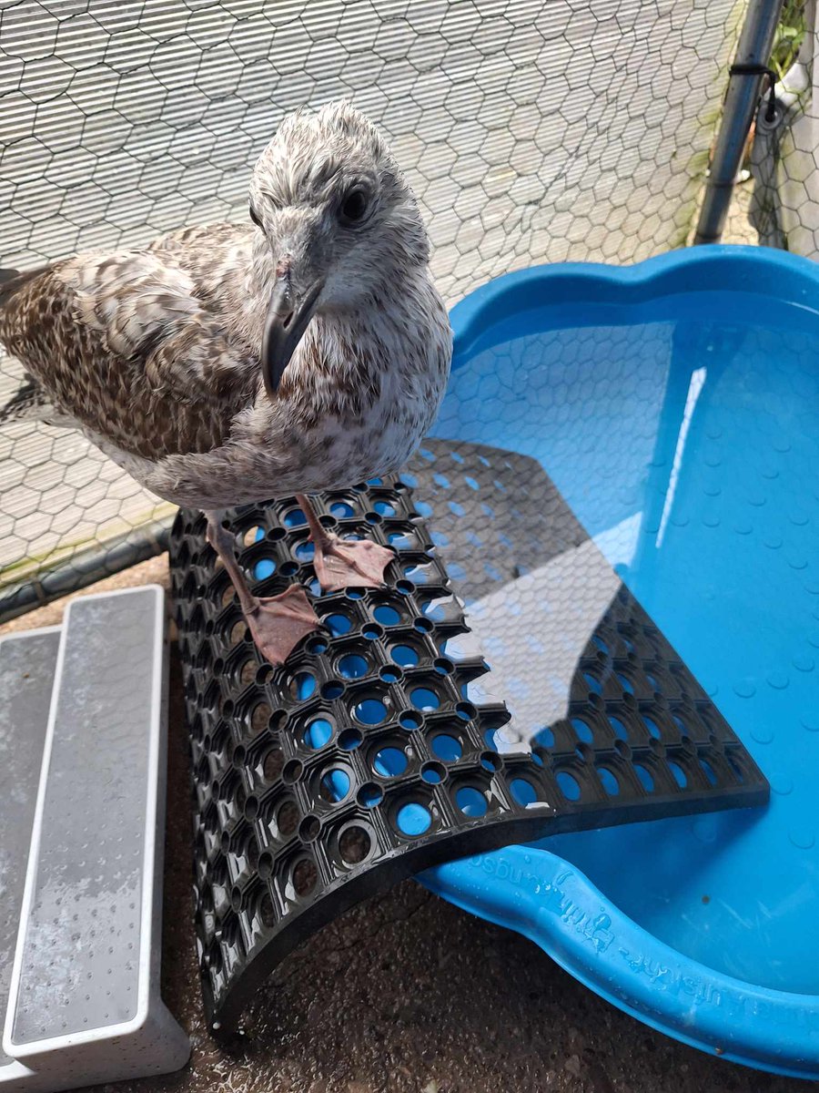 💗Bart 🐤

Found  #connahsquay #NorthWales with a serious wing injury by Finders afraid that if they took him anywhere he would be pts, until they found us

Most birds with wing injuries aren't given a chance. we take their wing & then we take their life too

#seagulls  #birds