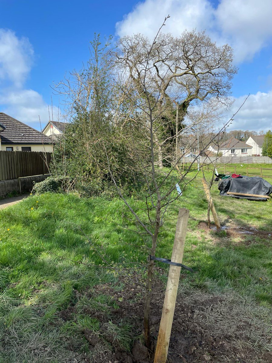 OkehamptonRFC's tweet photo. Thank you to Dave, Merv & Dave who have been busy planting trees around the club recently! #orfc #okehamptonrugbyclub #okehamptonrfc #okehampton #WestDevon #okehamptonrugby https://t.co/4Gnpc8Qj7P