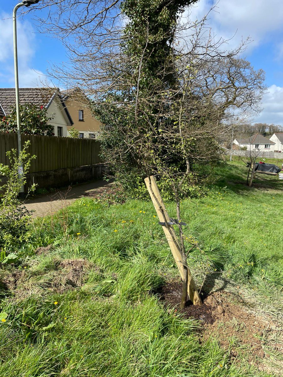 OkehamptonRFC's tweet photo. Thank you to Dave, Merv & Dave who have been busy planting trees around the club recently! #orfc #okehamptonrugbyclub #okehamptonrfc #okehampton #WestDevon #okehamptonrugby https://t.co/4Gnpc8Qj7P
