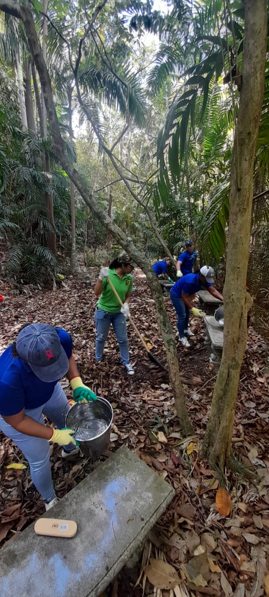 Gracias a los Voluntarios de @fumolijup Inteligo Bank Panamá y @scoutspanama quienes realizaron una jornada de rehabilitación del Sendero El Caucho @MiAmbientePma @uabrpma