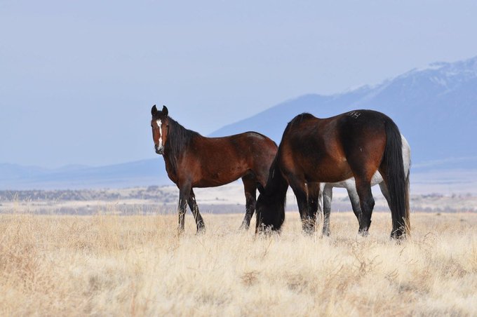 minpin78's tweet image. 🐎🐎🐎Please add your name! - Help #Stop the #Inhumane #Roundups of #America’s #Wild #Horses speciesunite.com/wild-horses-pe…