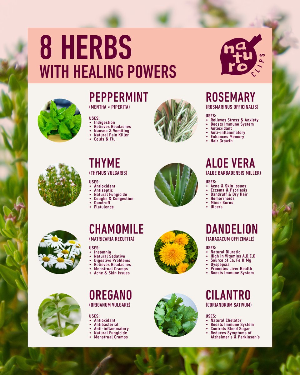 Explore the fascinating world of these 8 #HealingHerbs and discover how they can support our #health and #wellbeing 

1 #Peppermint
2 #Rosemary
3 #Thyme
4 #AloeVera
5 #Chamomile
6 #Dandelion
7 #Oregano
8 #Cilantro