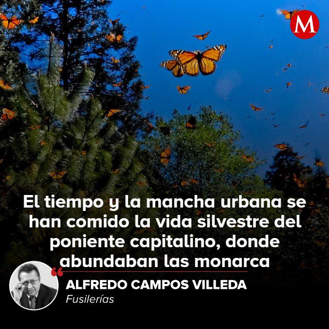 #Fusilerías | Por un maravilloso cartel de la Conabio me entero de que con unas mil 800, México concentra casi 10 por ciento de las especies conocidas de mariposas en el mundo.

🦋 mile.io/44zwPKh 🦋

Saludos @LizbethCaro01