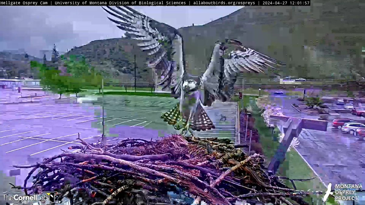 12:01, 4/27 An artistic image was created when the cam moved as Iris returned to her nest. 
#BeAnIris
#HellgateOsprey