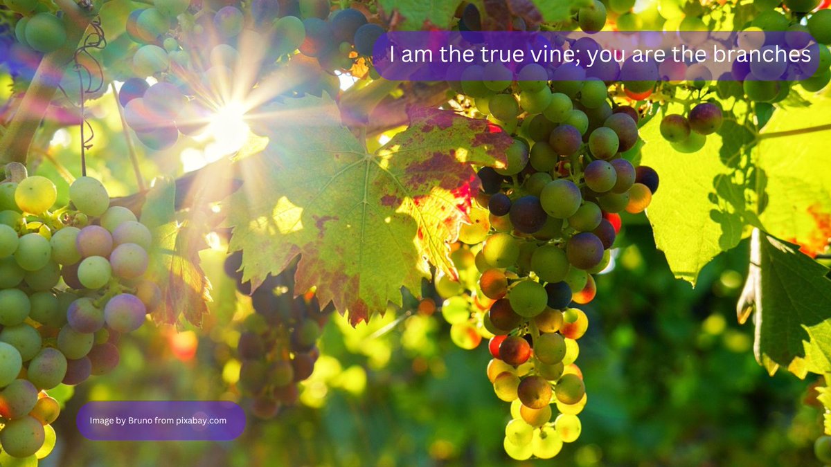 srjudithl's tweet photo. #Benedictine, #challenge, #Christ, #community, #eastertide, #gospel, #Hope, #interdependance, #kingdom, #KingdomValues, #lectiodivina, #love, #RisenChrist, #RuleOfStBenedict #Together #trust #vine Christ the vine, true model of community, new blog post on https://t.co/SazHkivaLU https://t.co/Idm5i4y8n1