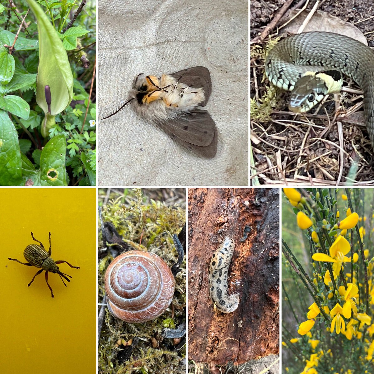 A rather cold, overcast & bleak day but we threw ourselves into the #CityNatureChallenge at Ryton Pools CP. still plenty of delights to record! Thanks to @BenColeman_28 for his help today. @countryparks @citnatchallenge