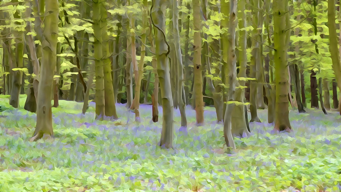 I was using a Sony camera trying to familiarise myself with it's workings. Haven't a clue what I pressed for this but it's certainly different. I rather like it. Bluebell Wood Great Corby Cumbria