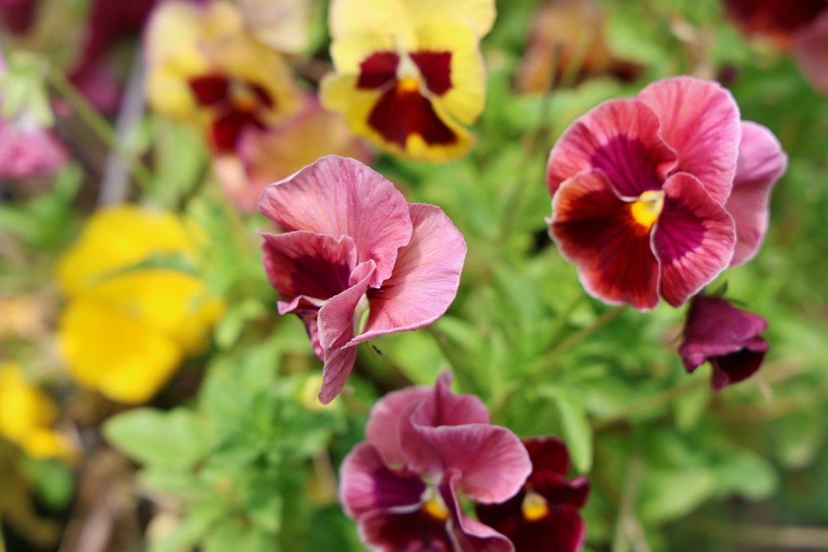 Pansies dancing in my wildflower garden. #flower #flowers #saturday #weekend #nature #wildflowers #wildflower #camera #photography #nationalgeography #photooftheday #cannon #garden #plant #inspiration #plants #gardener #photo #seeds #pansies #photographer #image #pic #picture