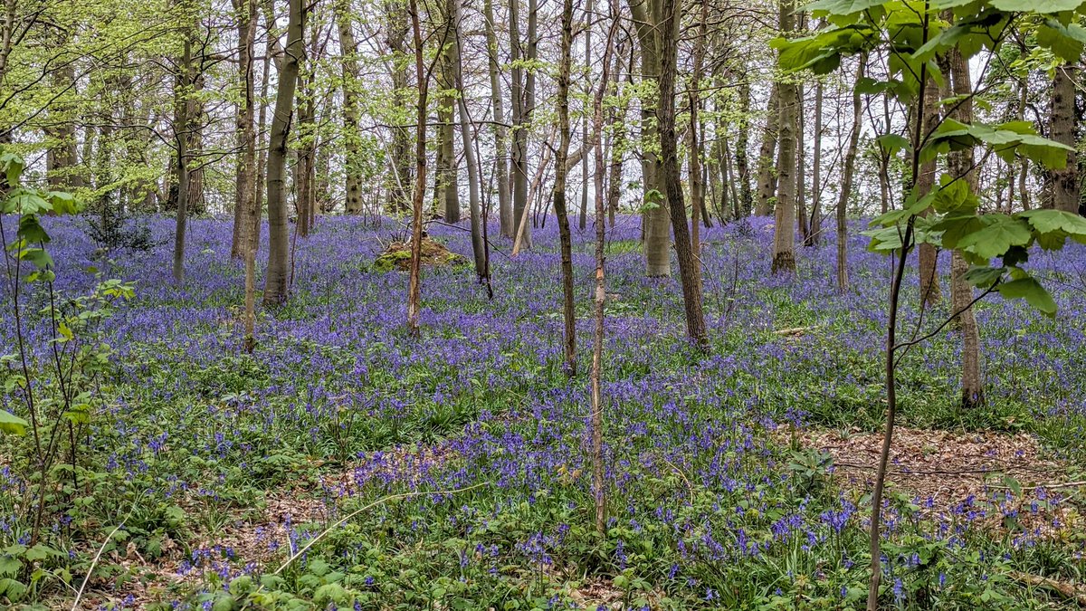 #Bluebells in the woods near #Blickling, #Norfolk