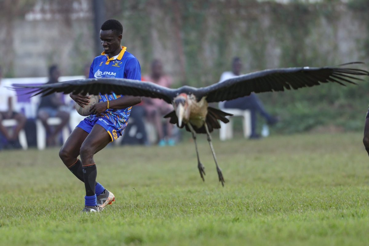 How @WalukubaRugbyUg was seeing @HeathensRFC players when making a run Credits; @HWamwayi