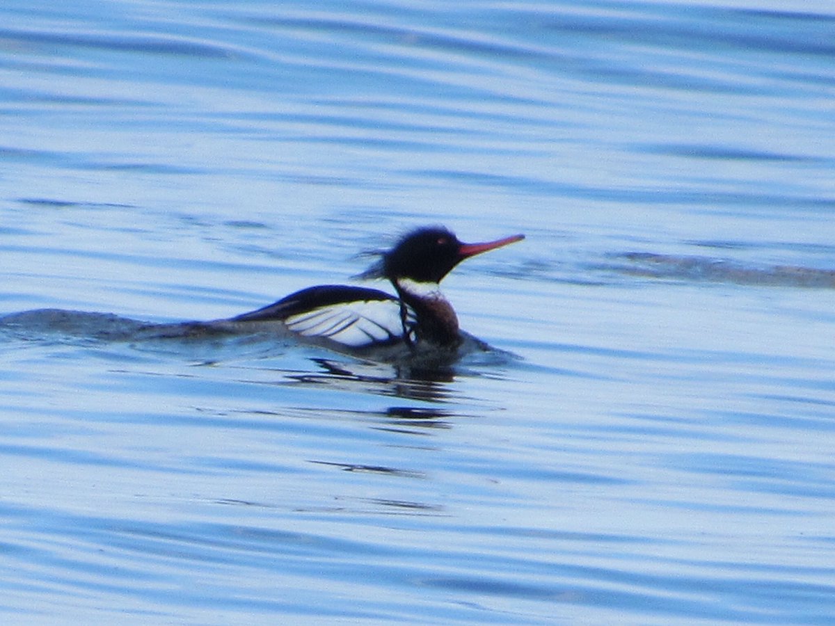 Red breasted merganser ( ?? ) Giske island, Norway.