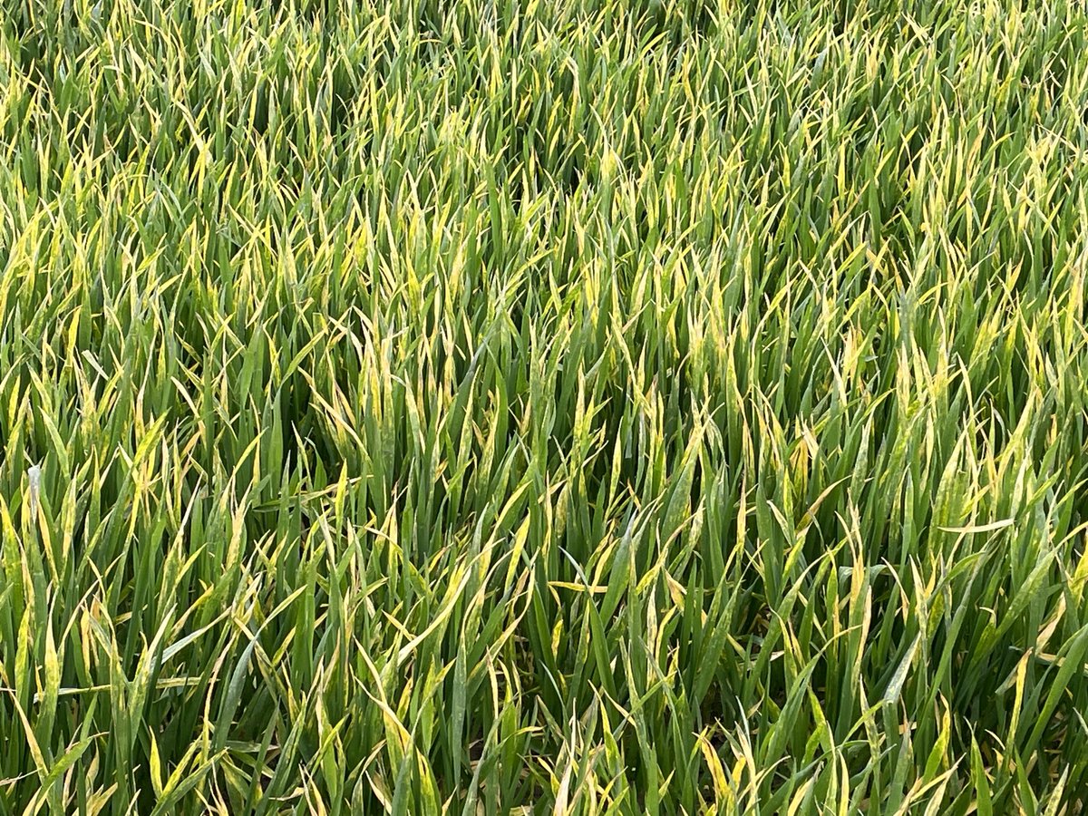 Auch wenn nur wenige die Fotos interpretieren können: ich habe selten so viel beschissen aussehenden Weizen in unserer Gemarkung gesehen. Das kann keinen guten Ertrag mehr geben. Gründe: Nässe, Kälte, Graupelschauern, schlechte Nährstoffverfügbarkeit. Die Ampel ist nicht schuld😉