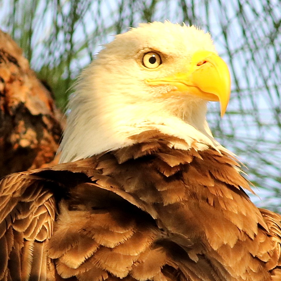 CapeCoralParks tweet picture