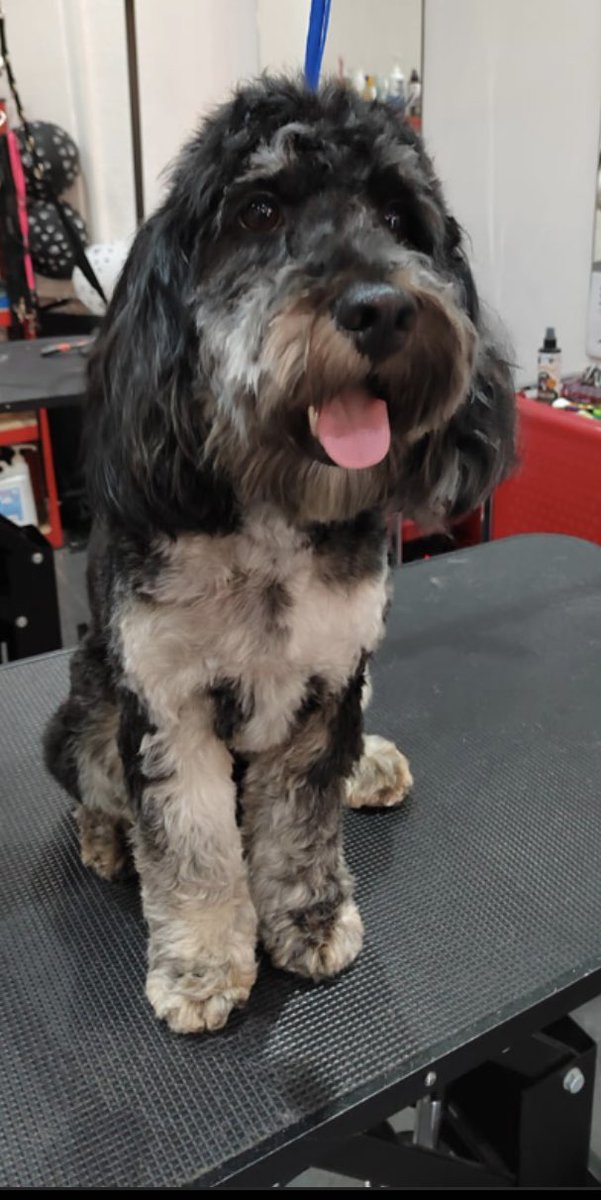 We love dogs tottenham ltd 42 Lordship Lane N17 8NS #londondogs #crouchend #allypallydogs #holloway  #finsburypark #manorhouse #hornsey #muswellhill #boundsgreen #southgate #hackney #chingford #dalston #tottenham #doggrooming #catgroomingnorthlondon