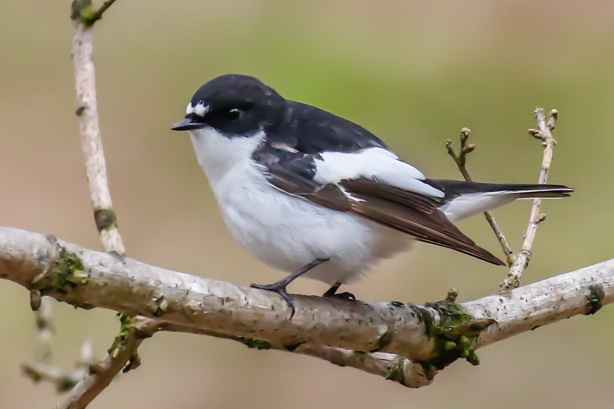 An afternoon walk in Weardale resulted in 8 Pied Flycatchers in their traditional ancient woodland stronghold. Also 2 Redstarts and a singing Tree Pipit (that I have been missing there in the recent years)! @DurhamBirdClub @teesbirds1 #BirdsSeenIn2024