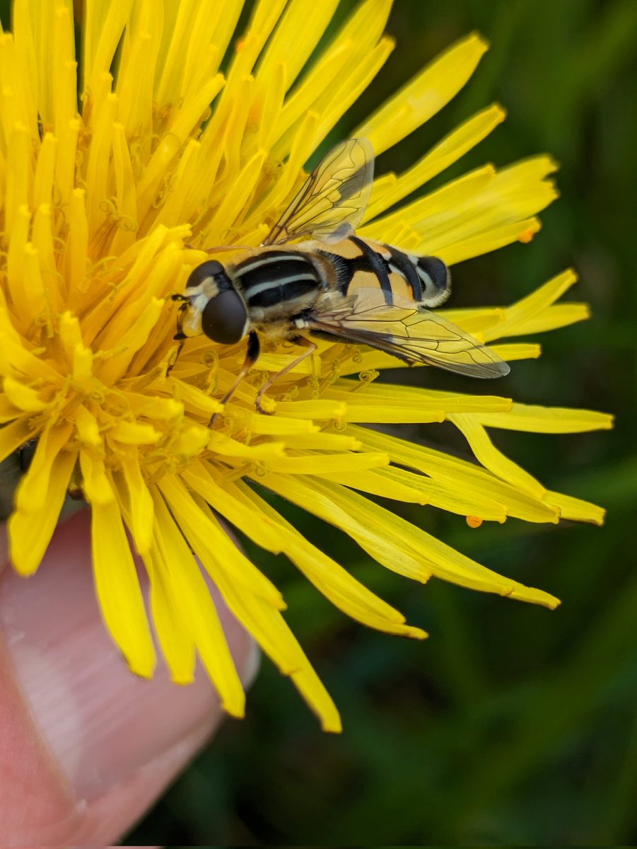 Had a lovely time chasing invertebrates at the @LincsNaturalist field meeting today. Needed to be warmer and I am reminded how rusty I am, but all good stuff and some decent records.