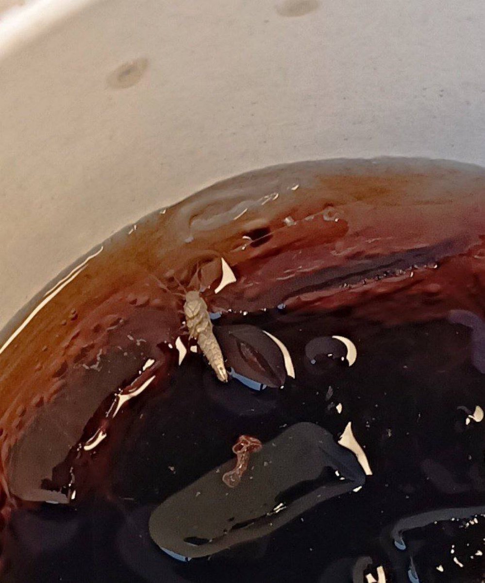 Kars’ta bir Burger King şubesinden alınan içeceğin içinden böcek çıktı. (Gıda Dedektifi)