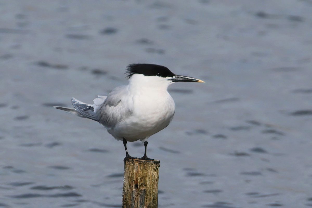 A pair of Sandwich Terns on adjacent posts this morning at Lodmoor...