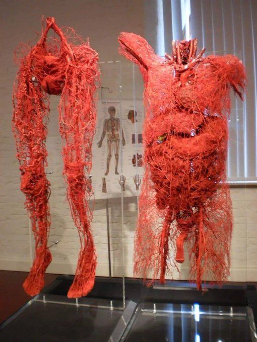 All the Blood Vessels in the Human body.